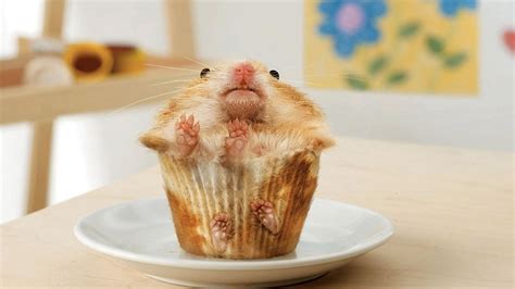 funny hamsters|cute hamster pictures funny.